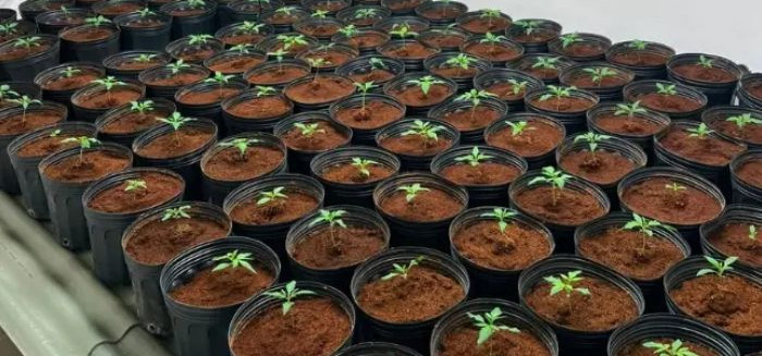 Polícia Civil fecha laboratório de maconha na Itoupava Norte
