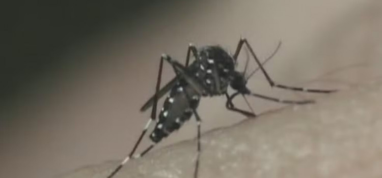 Brasil registra mais de 1 milhão de casos de dengue