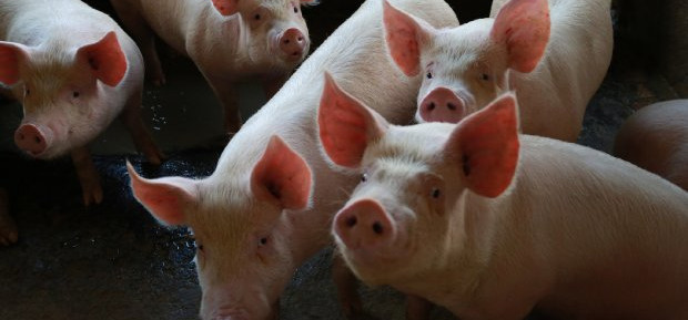 Mercado canadense importa carne suína de SC