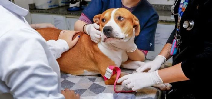 Pitbull resgatado de maus-tratos doa sangue para salvar cadela