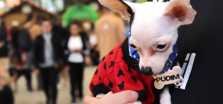 Mais de 1,2 mil animais já foram cadastrados no Censo Pet