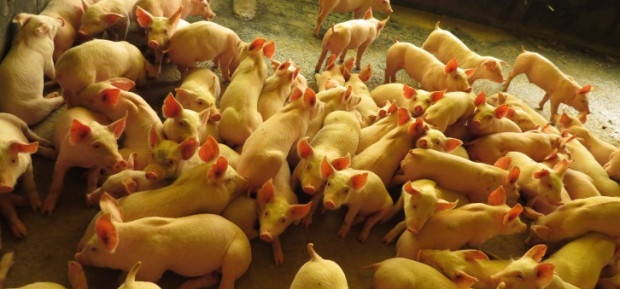 Exportações de carne suína têm aumento de 45,5% em SC