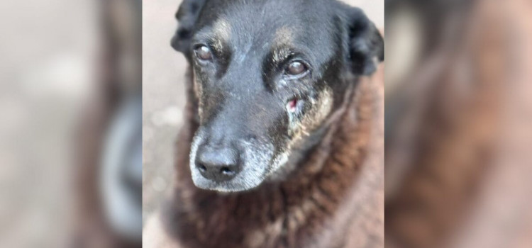 Polícia cumpre mandados contra investigados pela morte do cão Orelha