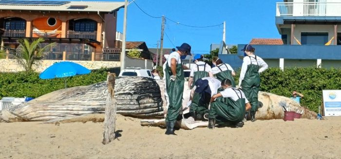 Filhote de baleia jubarte é encontrado morto em Barra Velha