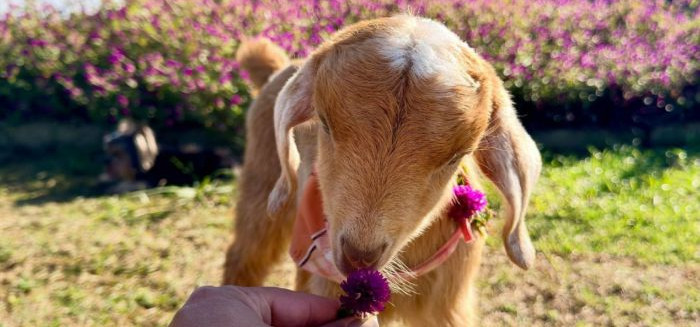Cabrinha resgatada em Indaial ganha milhares de seguidores