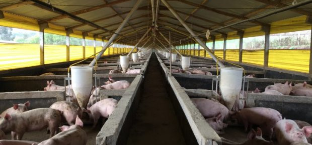 Exportações catarinenses de carne suína superam o faturamento de 2018