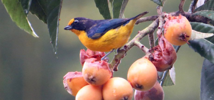 Cinco motivos para observar aves na Costa Verde & Mar