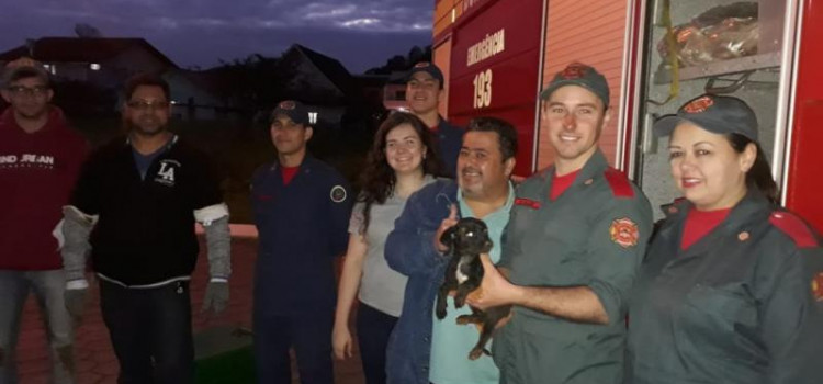 Bombeiros salvam cachorro preso em cano a dois dias