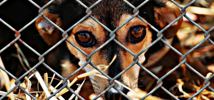 SC registra 14 casos de maus-tratos contra animais por dia em 2026