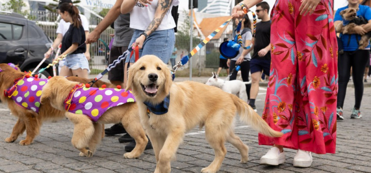 Cãominhada de Blumenau tem data confirmada