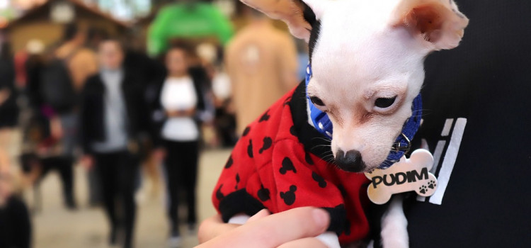 30ª Cãominhada reúne centenas de pessoas e pets