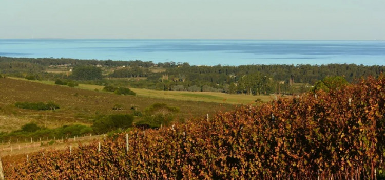 Punta del Este se renova na pandemia