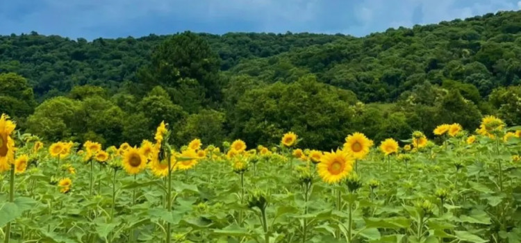 Campo de girassóis em Abelardo Luz vira fenômeno turístico no Oeste de SC