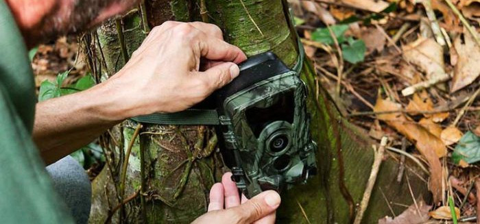 Monitoramento flagra 776 animais silvestres em áreas urbanas de Blumenau