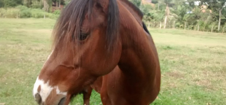 Paradesporto de Blumenau recebe doação de cavalo para Equitação Adaptada