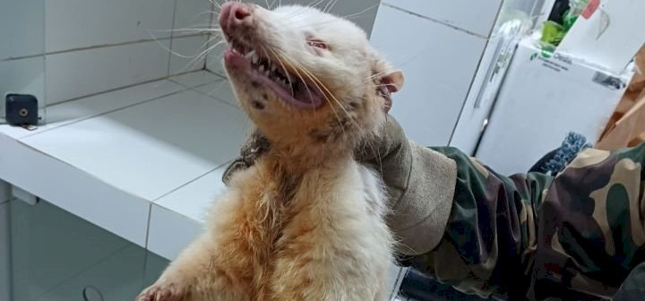 Raro gambá albino é resgatado pela Polícia Militar