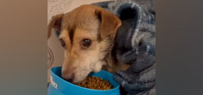 Cão idoso abandonado na chuva é resgatado e comove Blumenau