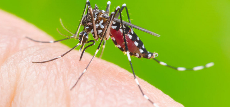 38º foco de Aedes aegypti é identificado em Indaial