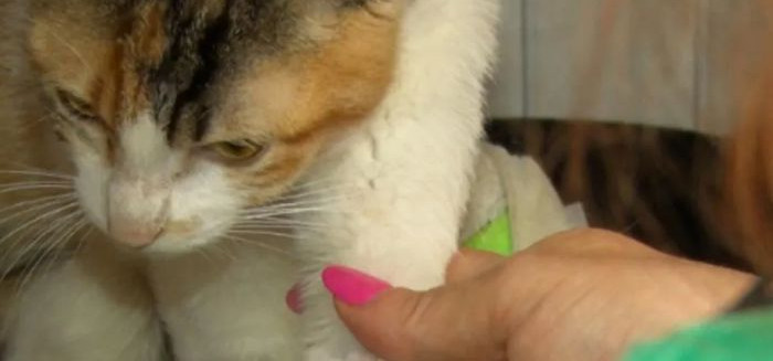 Hospital Veterinário da Furb passa a atender animais resgatados