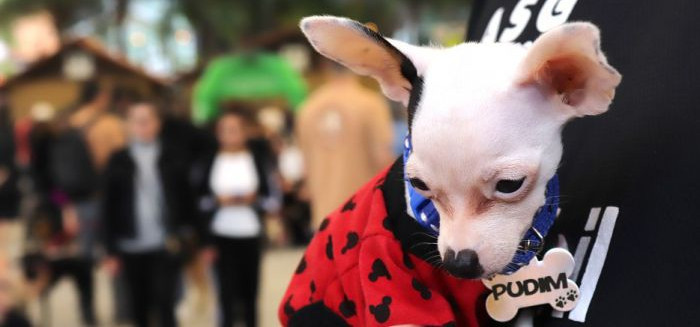 Censo Pet supera 9,4 mil animais cadastrados