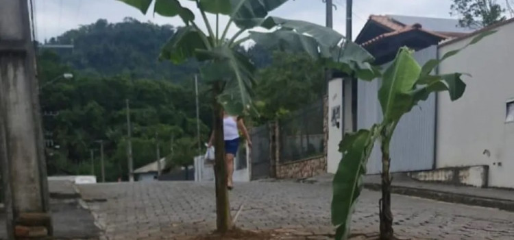 Moradores plantam bananeiras em protesto na Itoupavazinha