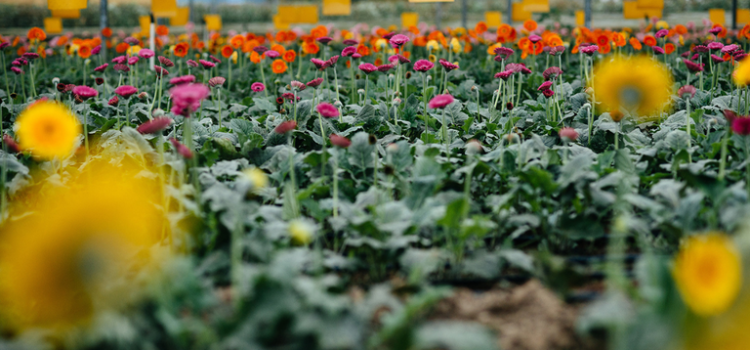 Destinos que exalam o colorido cheiro das flores