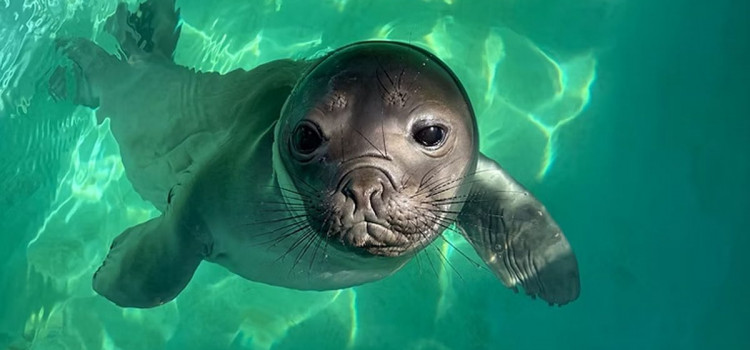 Elefante-marinho monitorado via satélite passa pelo litoral de SC