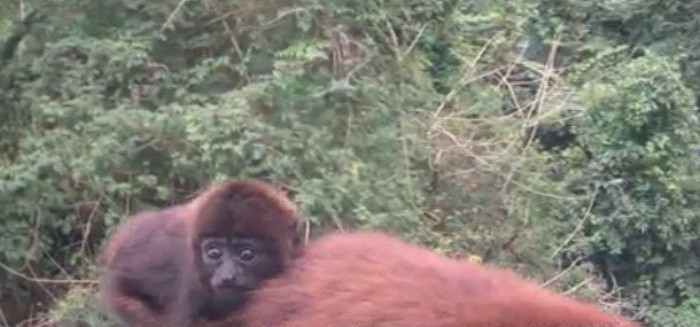 Bugios em perigo de extinção usam ponte de fauna na Itoupava Central