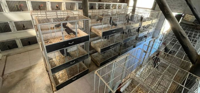 Polícia fecha arena de rinha e resgata galos feridos entre Gaspar e Blumenau