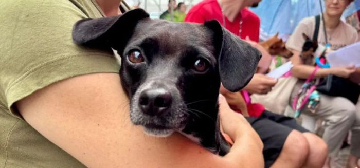 Blumenau recebe mutirão de castração no Norte Shopping neste sábado