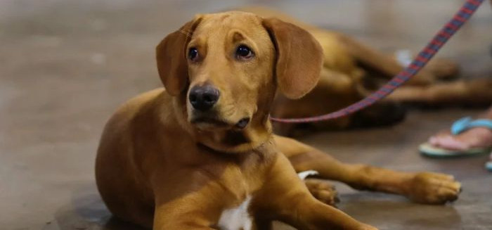 Blumenau lança serviço gratuito para localizar animais perdidos