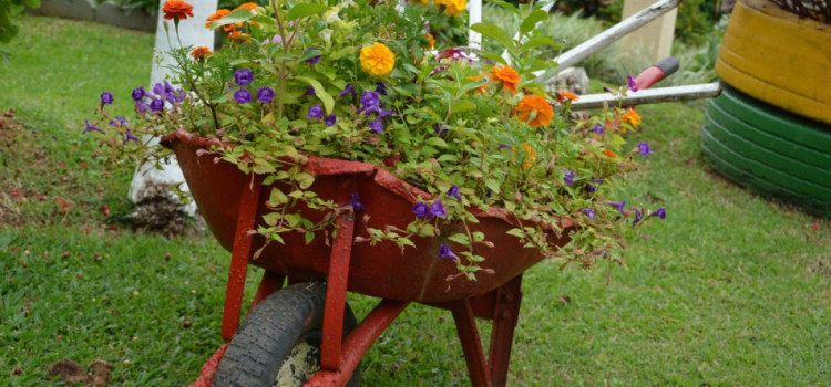 Moradora do bairro Fidélis vence a 3ª edição do Concurso de Jardins