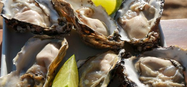 Cultivos de ostras estão liberados para comercialização