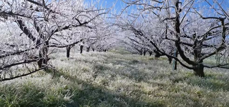 Mais de 20 cidades de SC amanhecem com temperaturas negativas