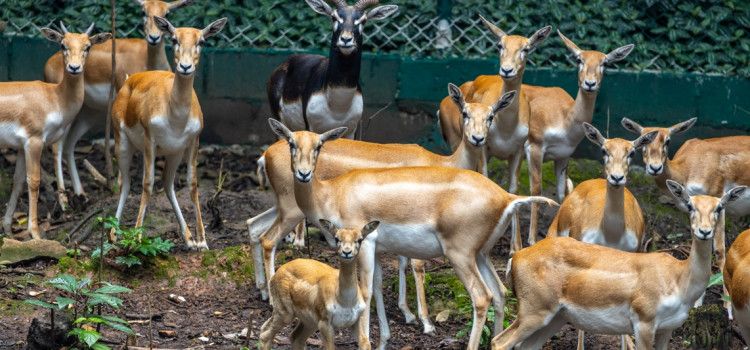 Simba Safari divulga imagem de filhote de cervicapra mamando