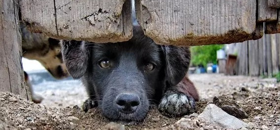 Blumenau lidera casos de maus-tratos contra animais e números preocupam