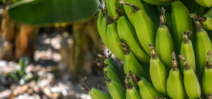 Banana descoberta no Vale do Itajaí promete conquistar o consumidor