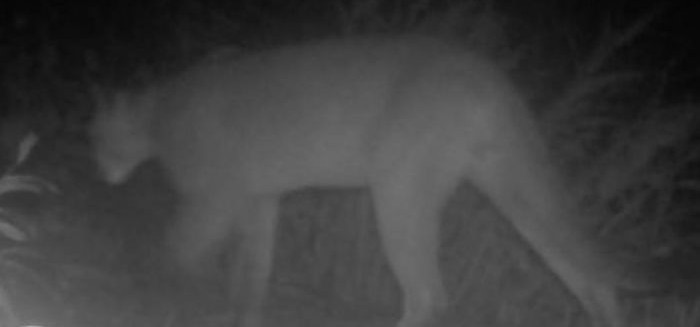 Onça-parda é vista pela primeira vez em parque de Blumenau