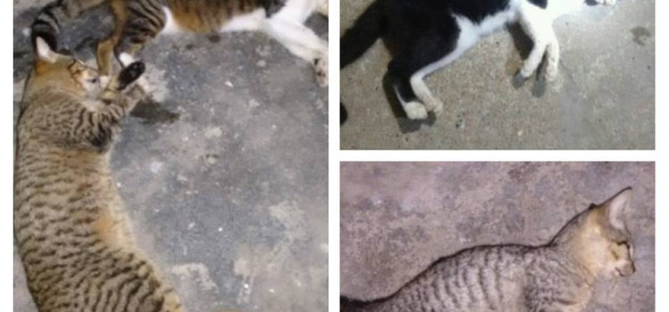 Demente tem envenenado gatos na Itoupava Norte