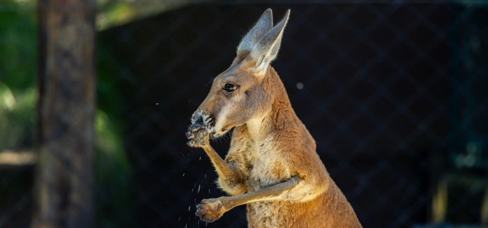 Zoológico de São Paulo volta a ter cangurus-vermelhos após quase duas décadas
