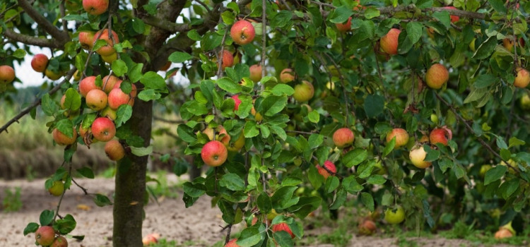 Epagri desenvolve técnica inédita no Brasil para erradicar vírus em macieira