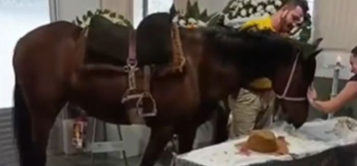 Despedida emocionante: égua Nina se despede de tutor em velório