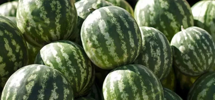 Preço da melancia sobe 53% no atacado em julho