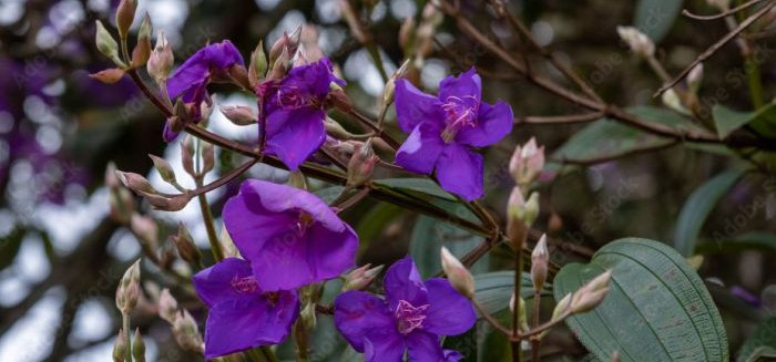 Quaresmeira floresce no Cemitério dos Gatos e encanta Blumenau