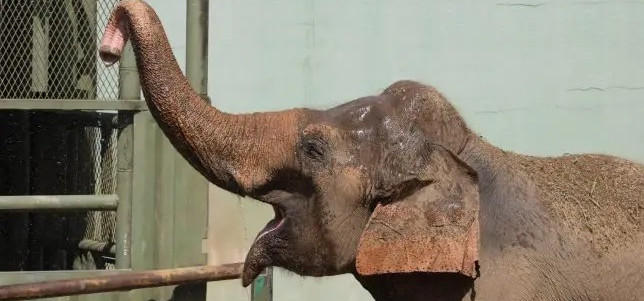 Elefanta Alinka morre aos 66 anos no Zoo Pomerode