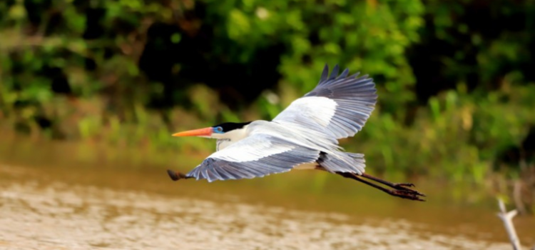 Observação de pássaros atrai visitantes ao Cerrado brasileiro