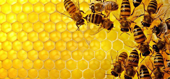 Corpo de Bombeiros da dicas de segurança contra abelhas