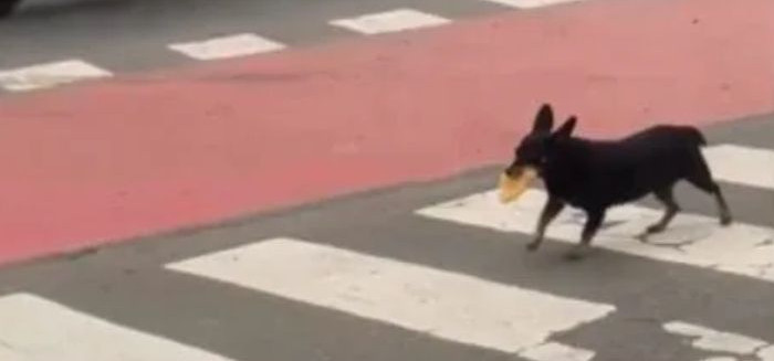 Cadelinha que busca pastel em terminal vira fenômeno nas redes