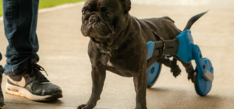 Cadeira de rodas para cães com barras flexíveis e baixo custo
