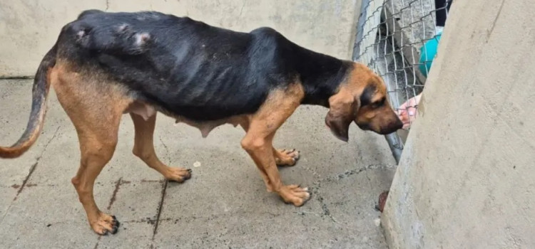 Cães em situação de maus-tratos são resgatados e dono é preso